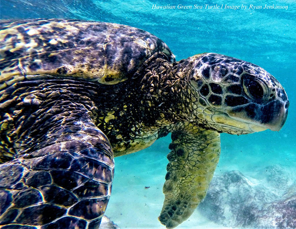 green turtle
