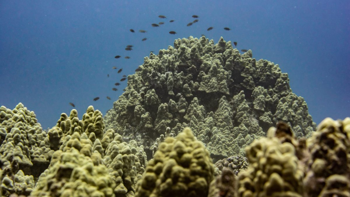 Coral Hill pt.2_BertWeeks