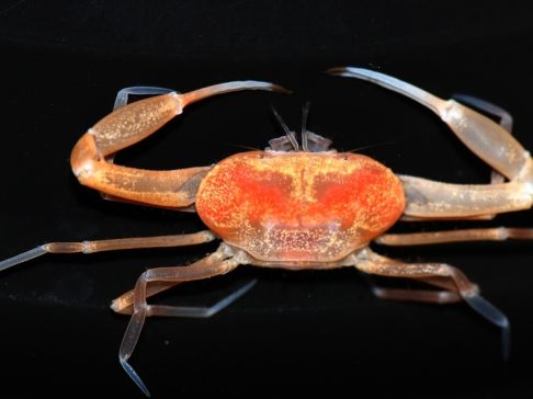 Pele ramseyi_Ng 2011